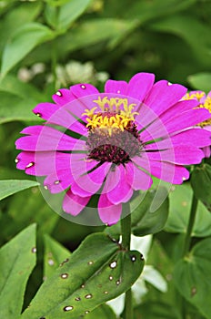 Close-up flower