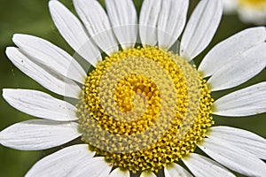 Close up flower of Anthemis arvensis plant