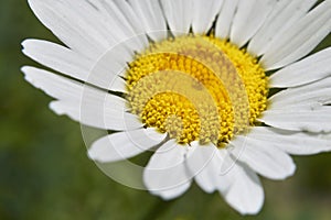 Close up flower of Anthemis arvensis plant