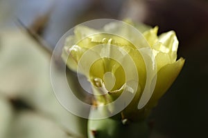 Close-up of the flower of a barbary fig