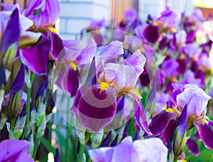 Close-up of a flower of bearded iris Iris germanica. Flower be