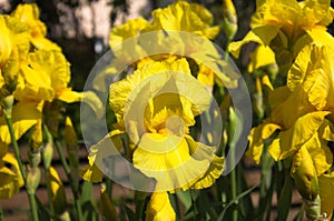 Close-up of a flower of bearded iris Iris germanica. Flower be