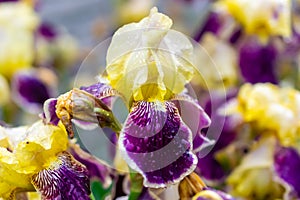 Close-up of a flower of bearded iris Iris germanica with rain drops . Yellow and violet iris flowers are growing in a garden