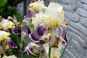 Close-up of a flower of bearded iris Iris germanica with rain drops . Yellow and violet iris flowers are growing in a garden