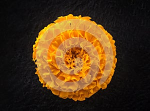 Top view of a flower on a black background. Studio shot. photo