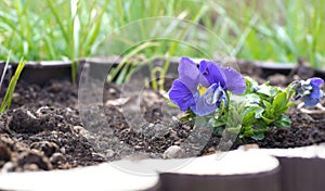 Close-up of a flower - blue pansies. Selective focus