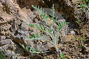 Rhaponticum uniflorum photo