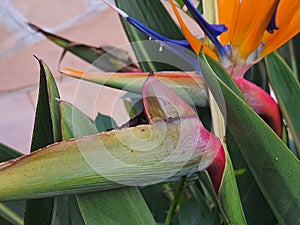 Close up on the flower bud of Strelitzia.