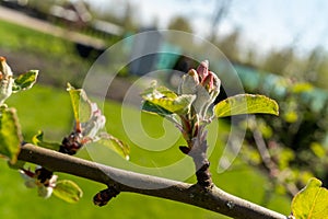 Close up of a flower bud on a tree branch in natural landscape