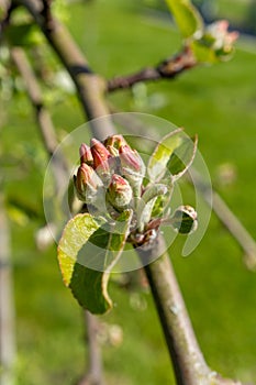 Close up of a flower bud on a twig of a terrestrial plant