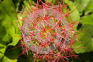 Close-up of a flower bud with very thin filaments.