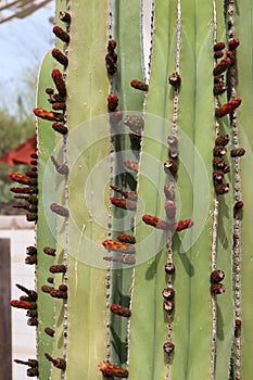 Close up of flower buds on a Saguaro Cacti in the desert of Arizona
