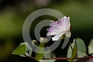 Close up of the flower of a caper bush. The white, delicate petals are clustered around purple pollen. Next to the flower are two