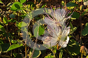 Close-up of the flower of the Caper plant Capparis spinosa at sunset