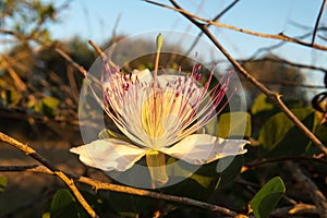 Close-up of the flower of the Caper plant Capparis spinosa at sunset