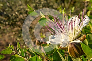 Close-up of the flower of the Caper plant Capparis spinosa at sunset