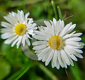 Close-up flower, chamomile, white leaves with yellow stamens