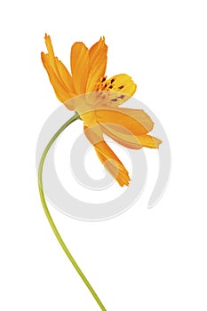 Close-up of the flower Cosmos Sulphureus isolated on white