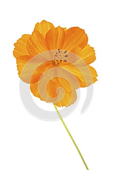 Close-up of the flower Cosmos Sulphureus isolated on white