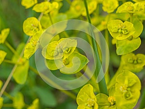 Close-up flower Cypress Spurge