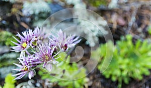 Close-up of flower details Sempervivum montanum L. A plant belonging to the Crassulaceae family