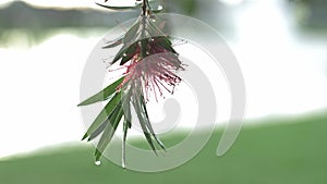 Close up flower drop water, slow motion flower, nature landscape after a day raining / toma cercana de flor, gotas de agua