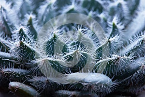 Close-up flower Echeveria Bristly, succulent plant