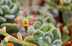 Close-up of the flower of echeveria pulvinata