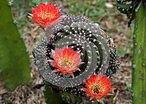 Close-up of the flower of Echinopsis cactus