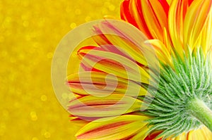 Close up flower gerbera on yellow bokeh background