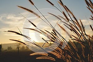 Close up flower grass and sunrise background