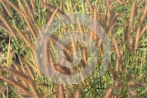 Close up flower grass and sunrise background in the morning