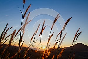 Close up flower grass and sunrise background in the morning on t