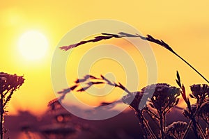 Close up flower grass and sunset background.