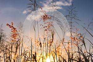 Close up flower grass and sunset background