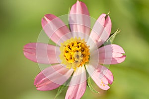 Close up flower with green background and yellow stamen