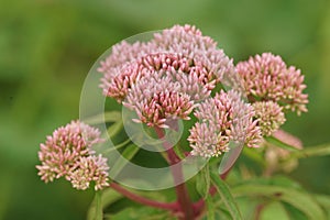 Close up of the flower of hemp-agrimony or holy rope, Eupatorium cannabinum