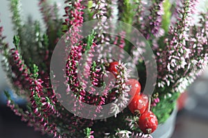 A close up of a flower