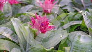 Close up flower image of rain drops falling on a glass window