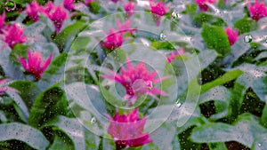 Close up flower image of rain drops falling on a glass window