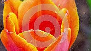 Close up flower image of rain drops falling on a glass window