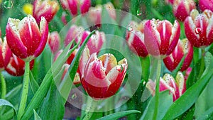 Close up flower image of rain drops falling on a glass window