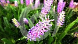 Close up flower image of rain drops falling on a glass window