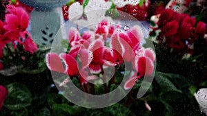 Close up flower image of rain drops falling on a glass window