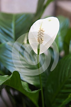 Close-up of a flower of the lily of peace plant