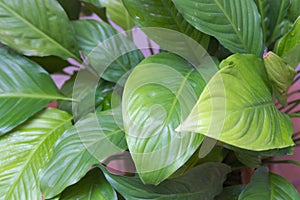 Close-up of a flower lily Spathiphyllum plant without flowers