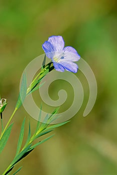 Linum perenne photo