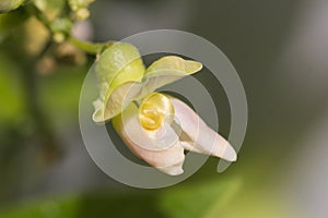 Close-up of the flower of a locust bean or Phaseolus lunatus plant photo