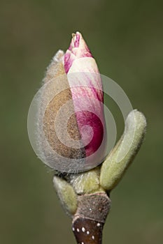 Close up of the flower of an magnolia blossom. The bud is just opening. Part of the bud is still protected. The background is