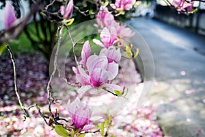 Close-up of a flower of a magnolio grandiflora bull bay, bloom photo